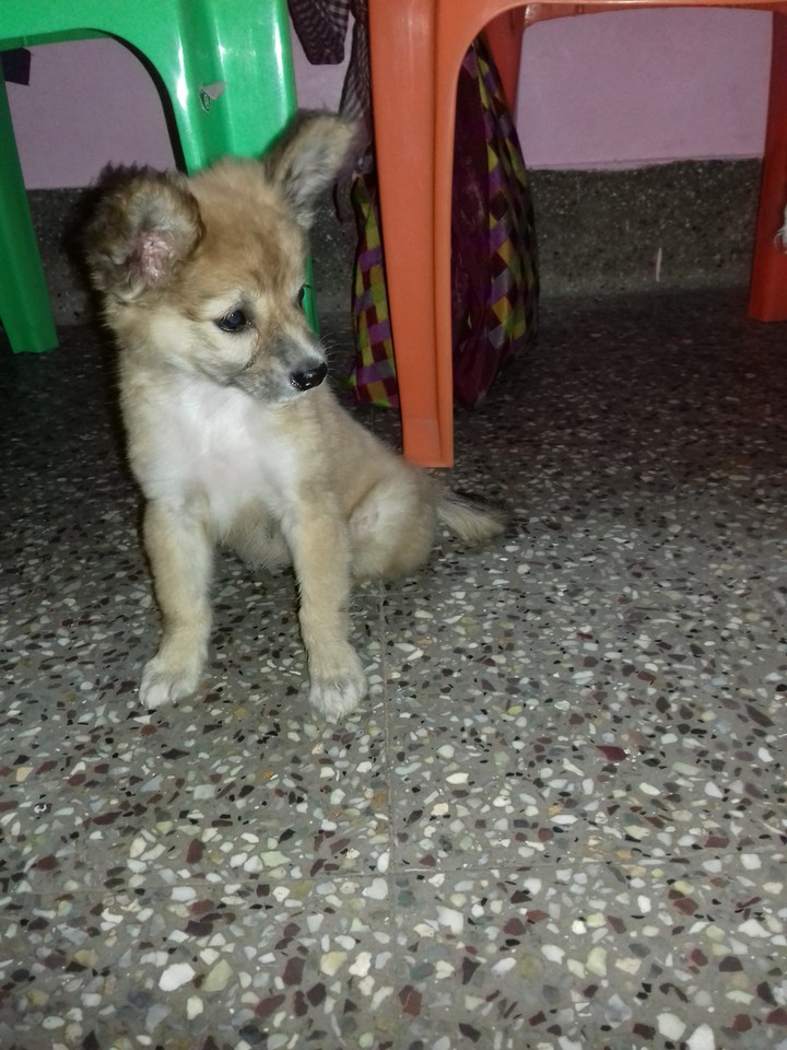 puppy