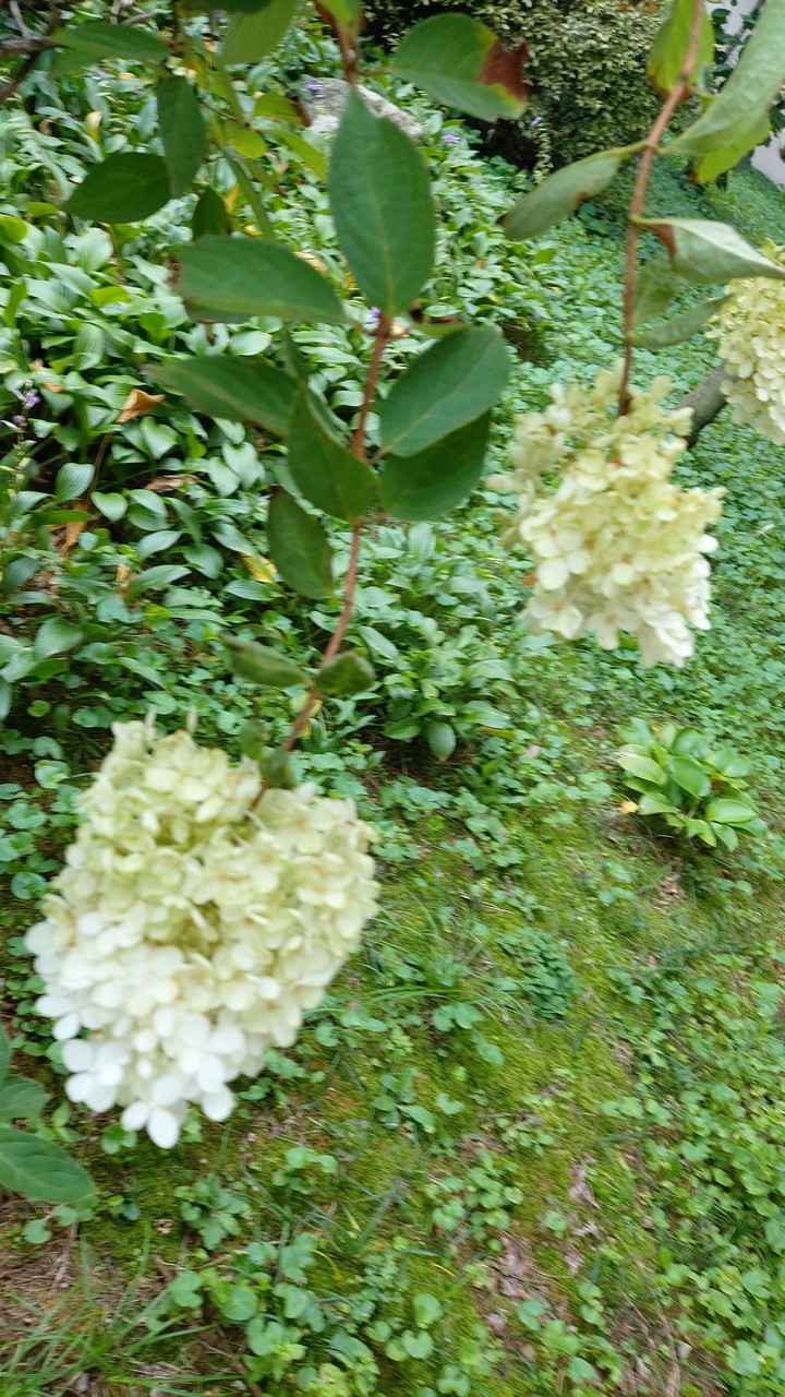 산수국꽃
