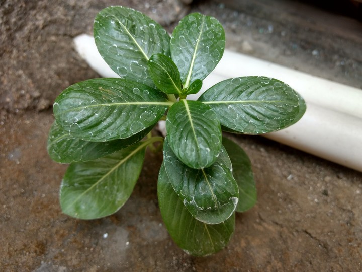 small plant