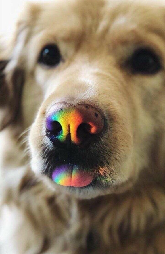 dog and rainbow
