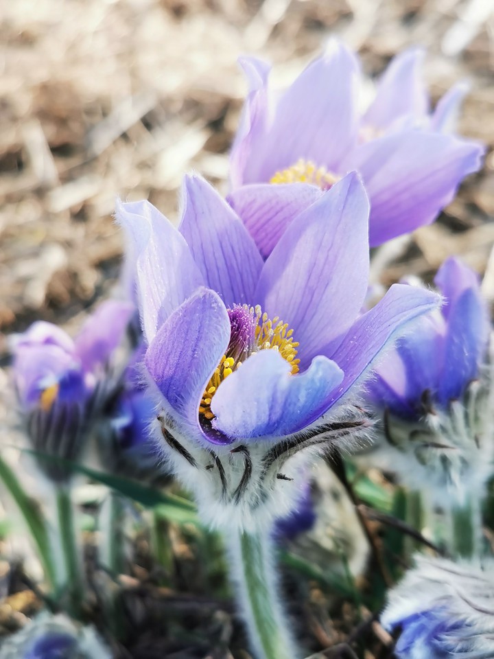 Innocent flower