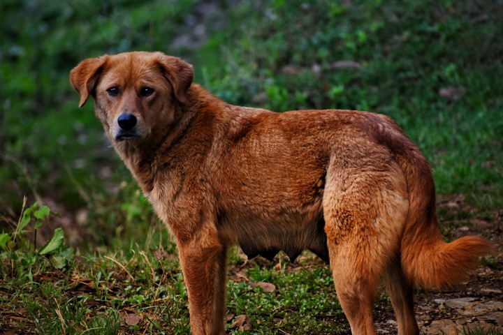 #Female Dog