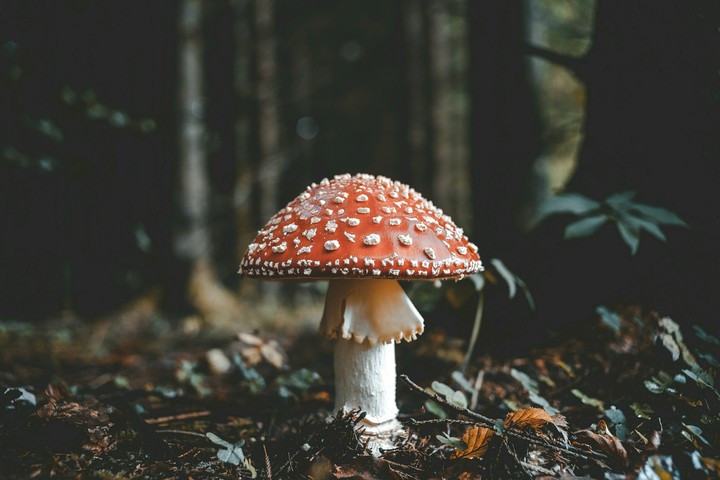 Mashroom
