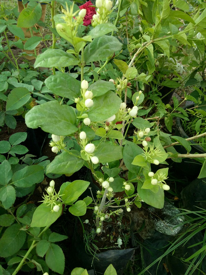 mogara in kolhapur
