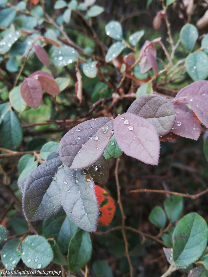 "Dewdrops on -- leaves..."