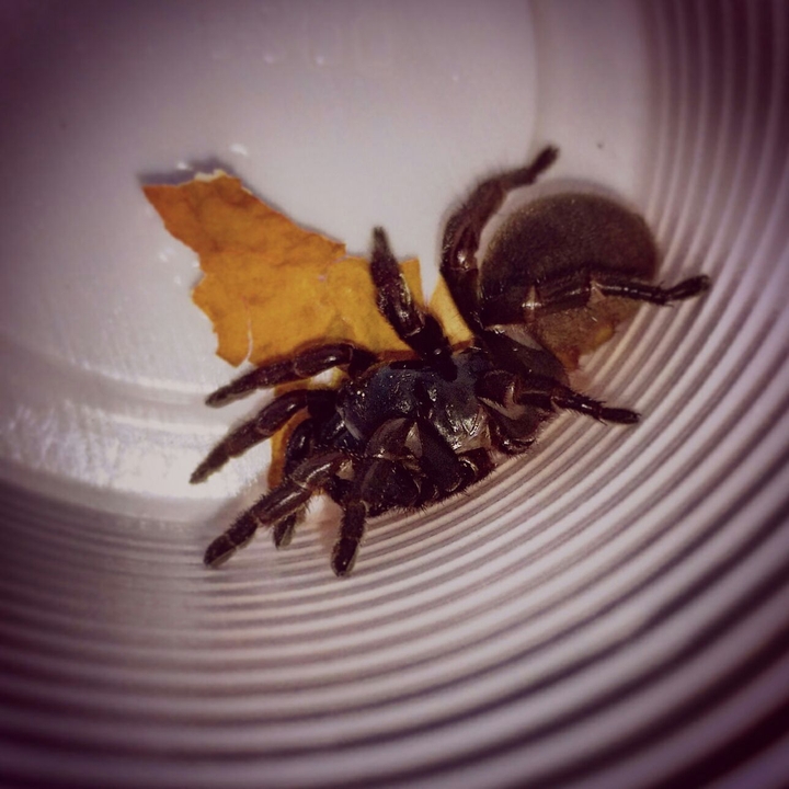 spider