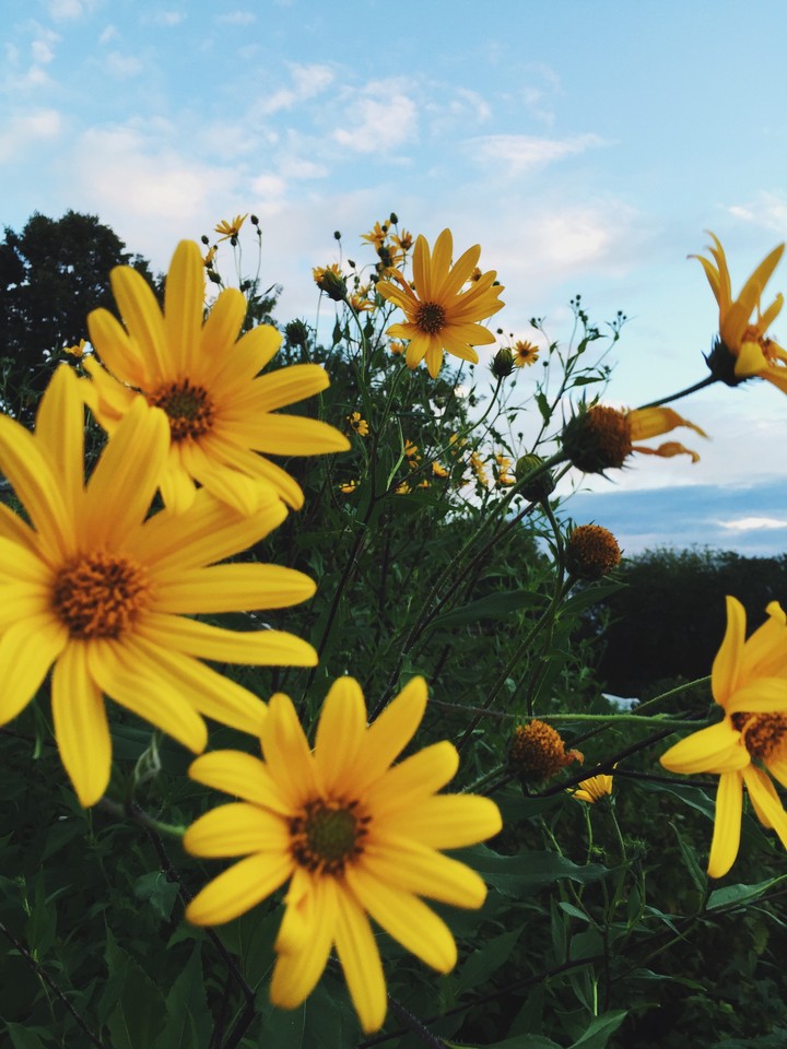 yellow flowers
