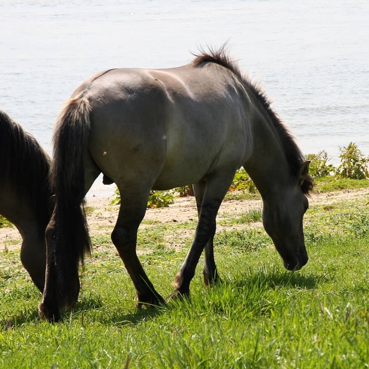 horses