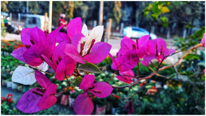 flower