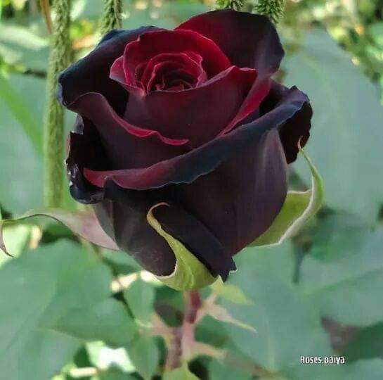 black and red rose