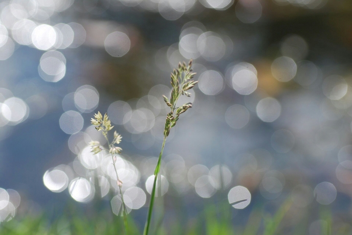 Bokeh monster