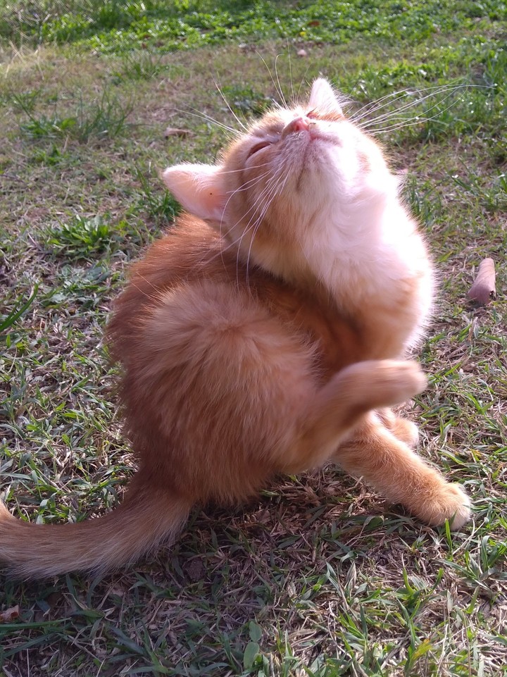 kitten 