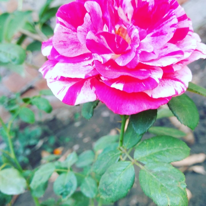beauty is love