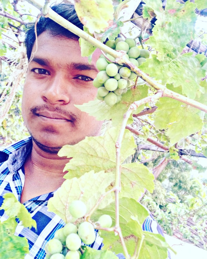 Grapes