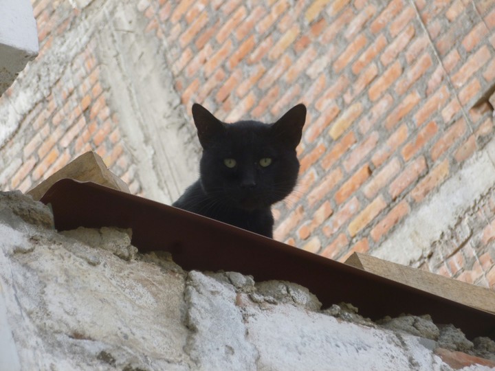 gato negro
