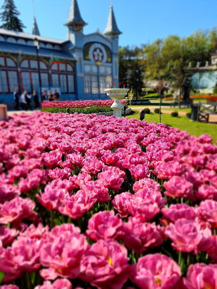 тюльпаны