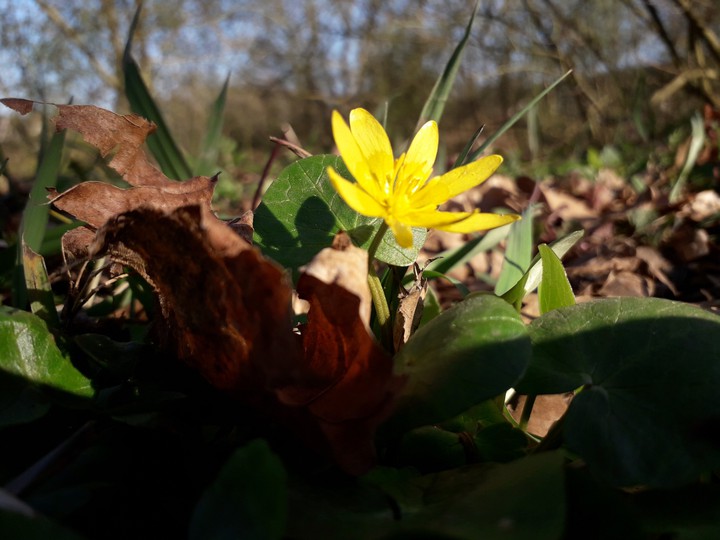 Flower