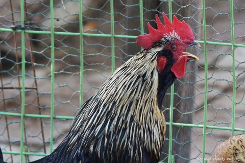 feather, phasianidae wallpapers
