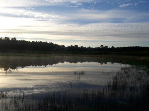 forest lake 2
