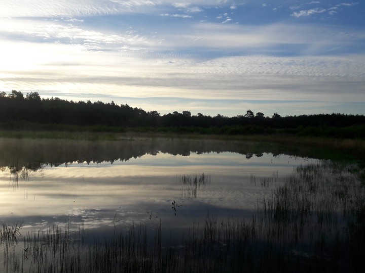 forest lake 2