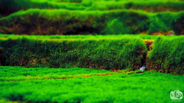 carrot fields