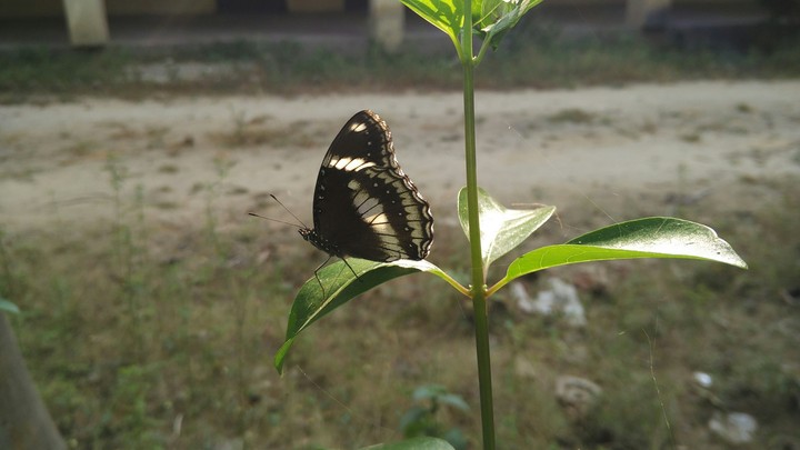 Butterflie