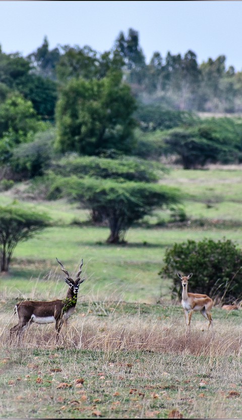 fonds d'écran pasture, Safari