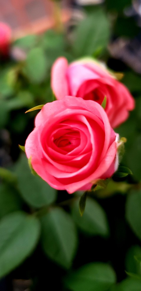 Rosa Rosa