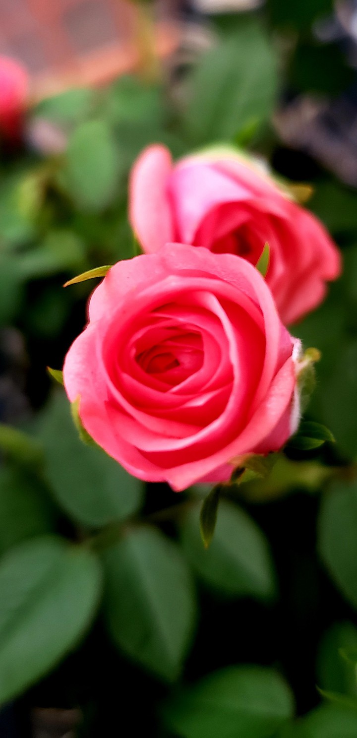 Rosa Rosa