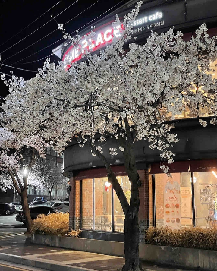 cherry blossom