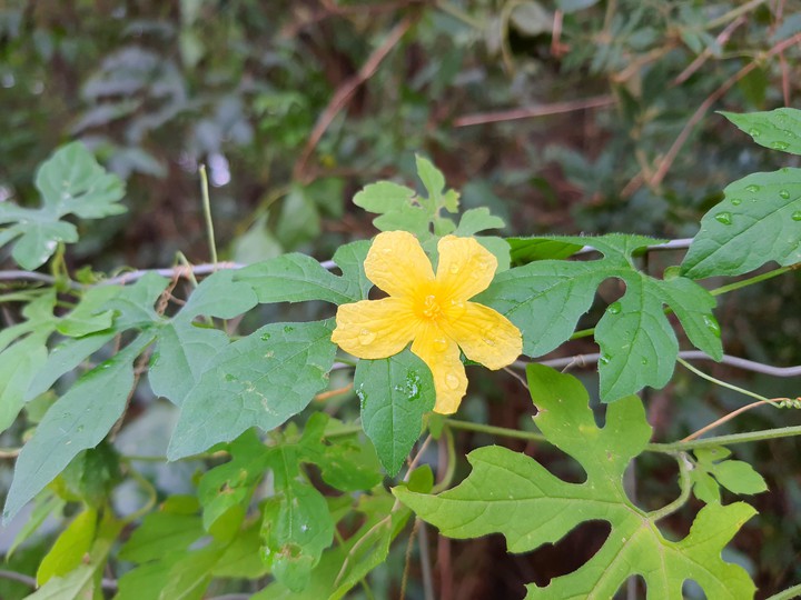 the flower in the rain