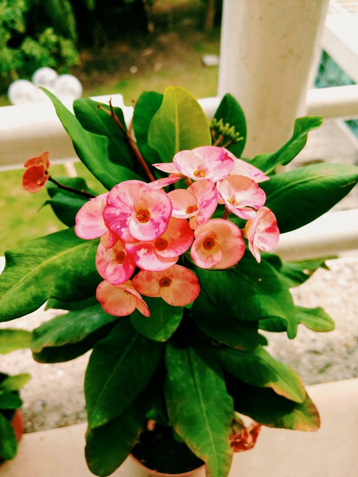 Flowers pink