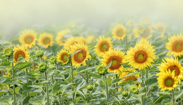 field...