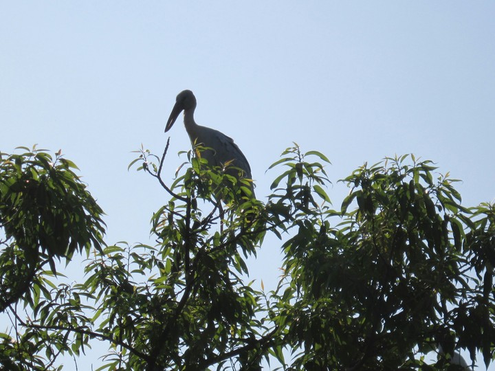crane