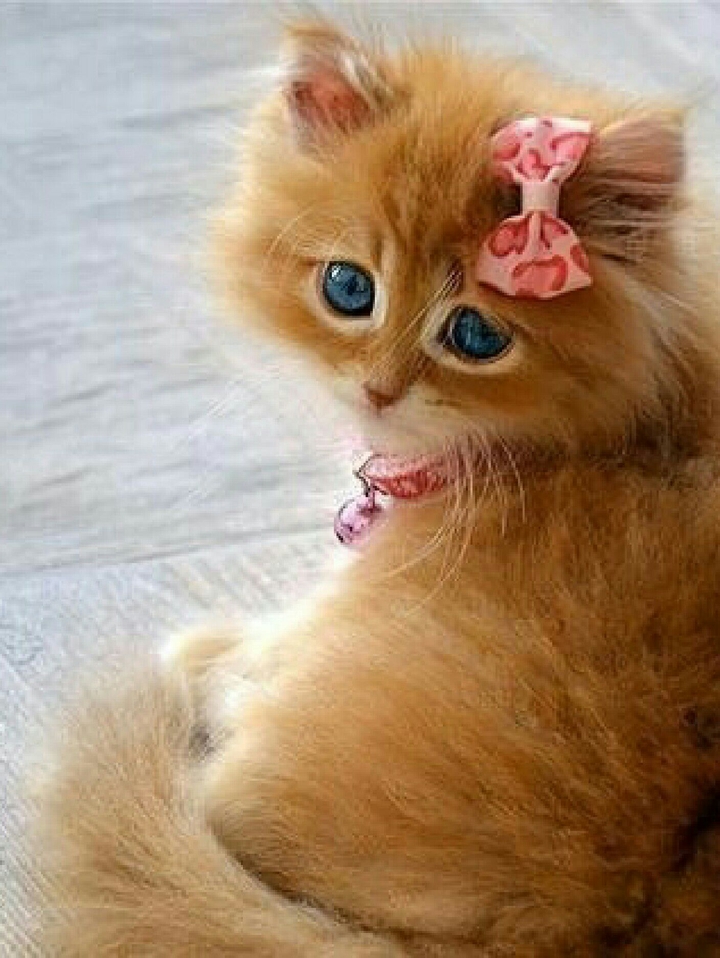 Cute CAT
