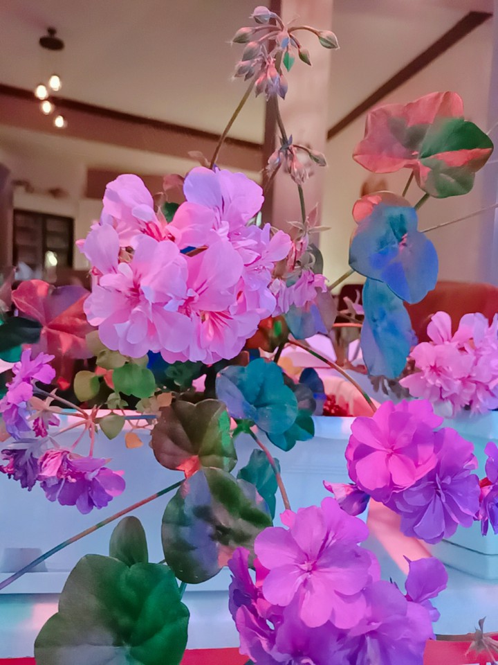 night flowers