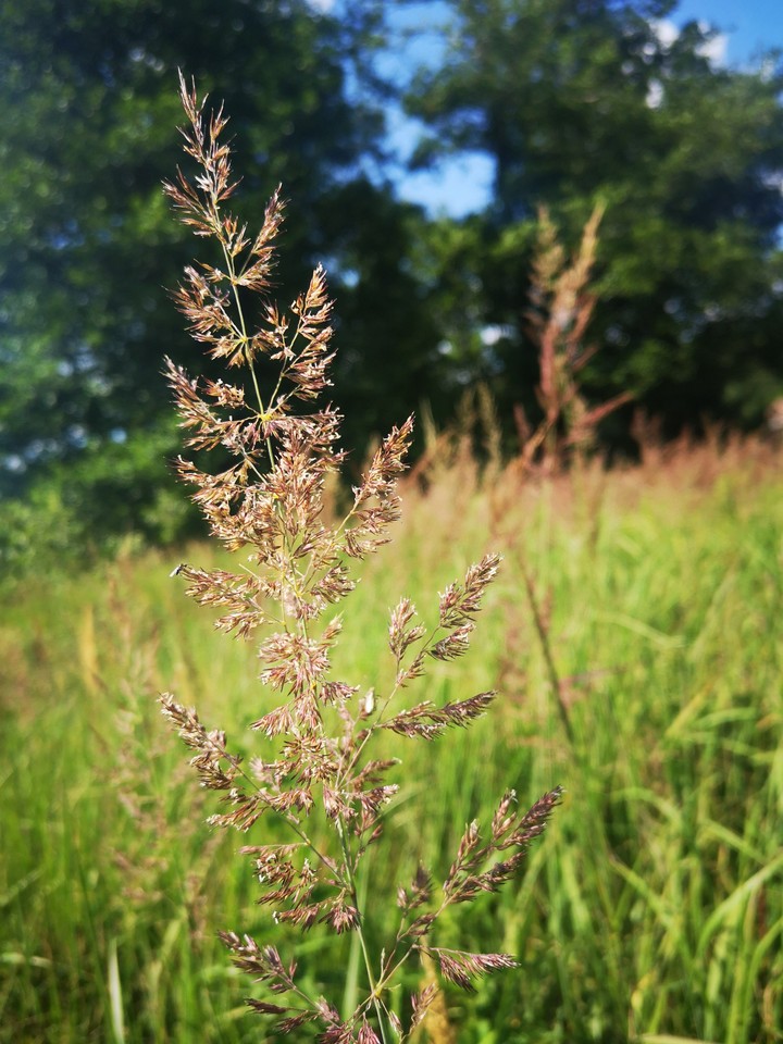 Meadow