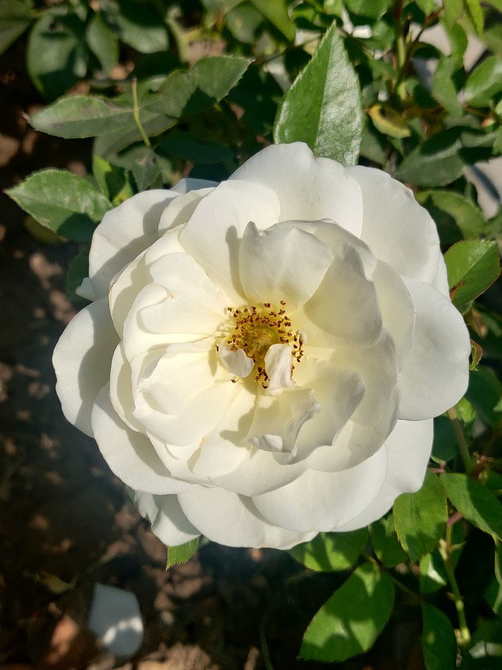 Rose Garden