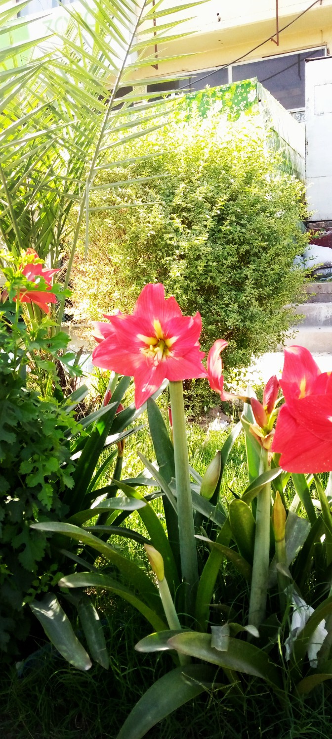 Red Flowers
