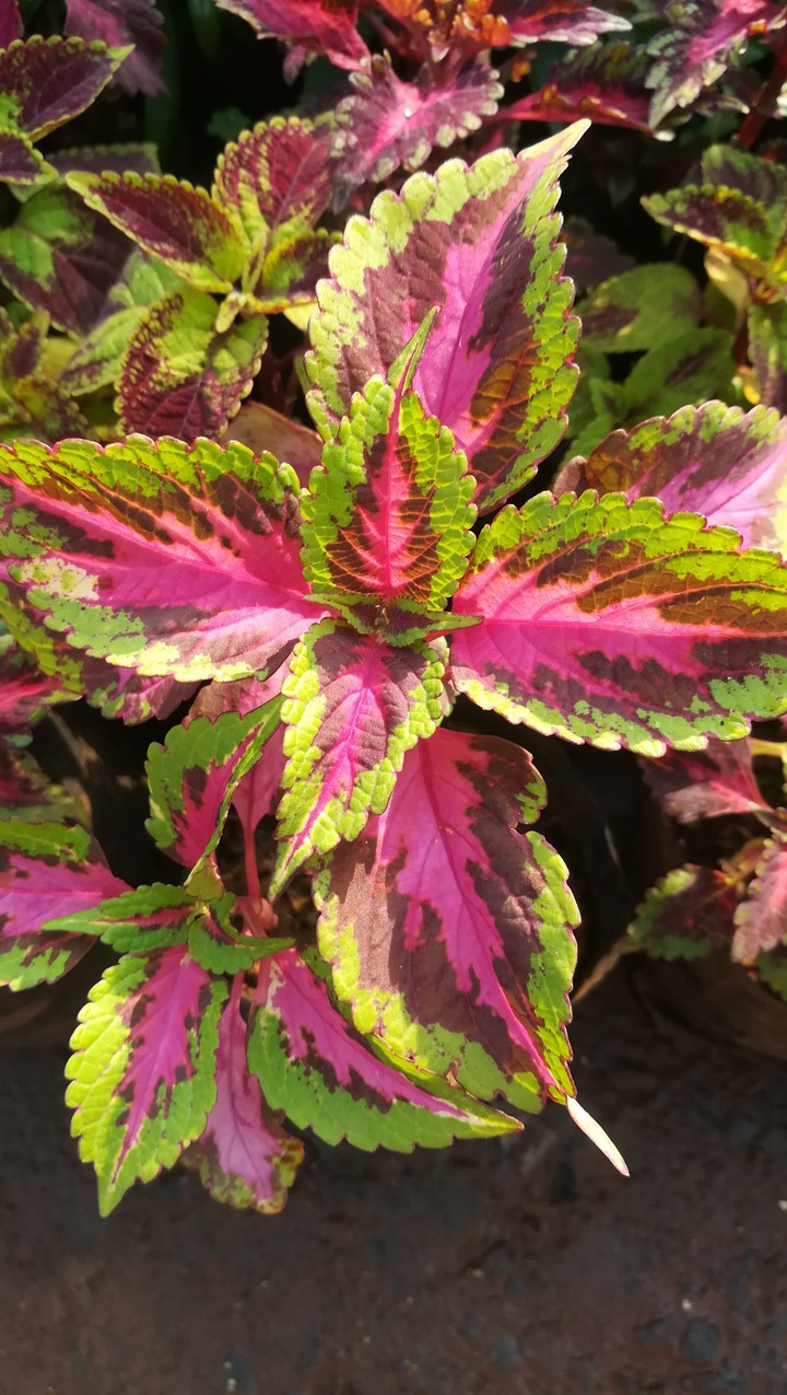coloured leaf