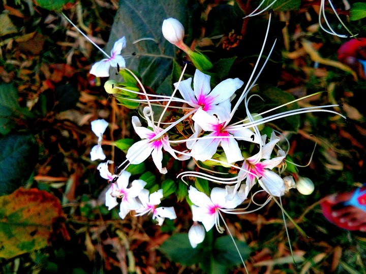morning flawers