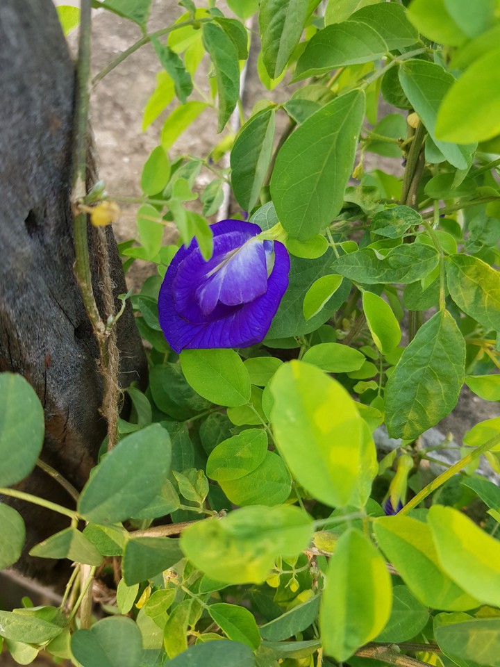 blue flowers