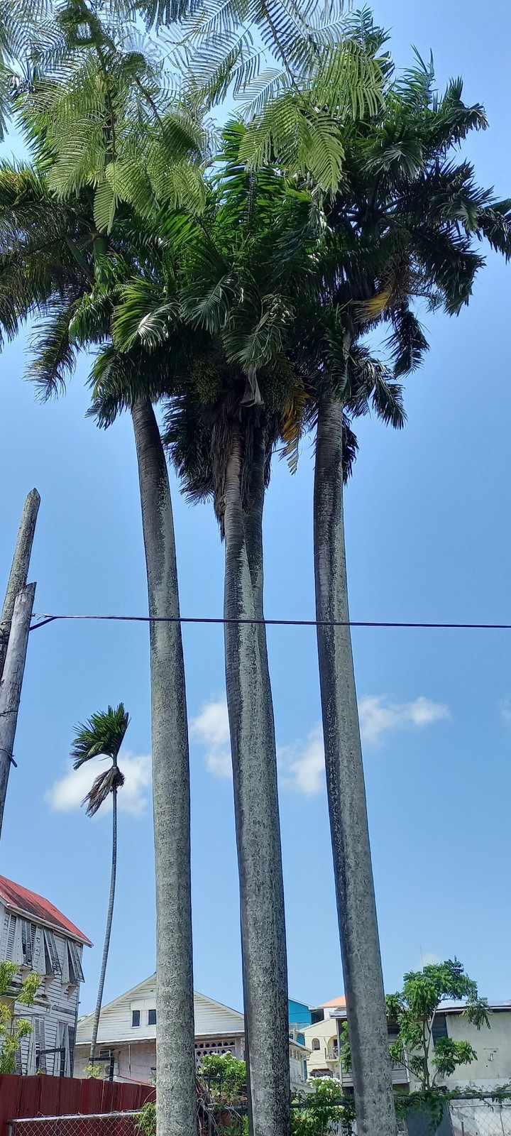 nature's heart