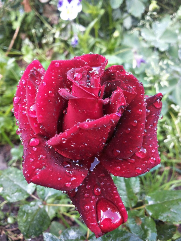 Red rose after rain
