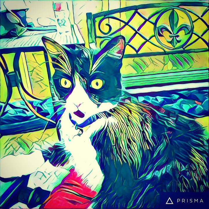 Mr. Tinker on Patio