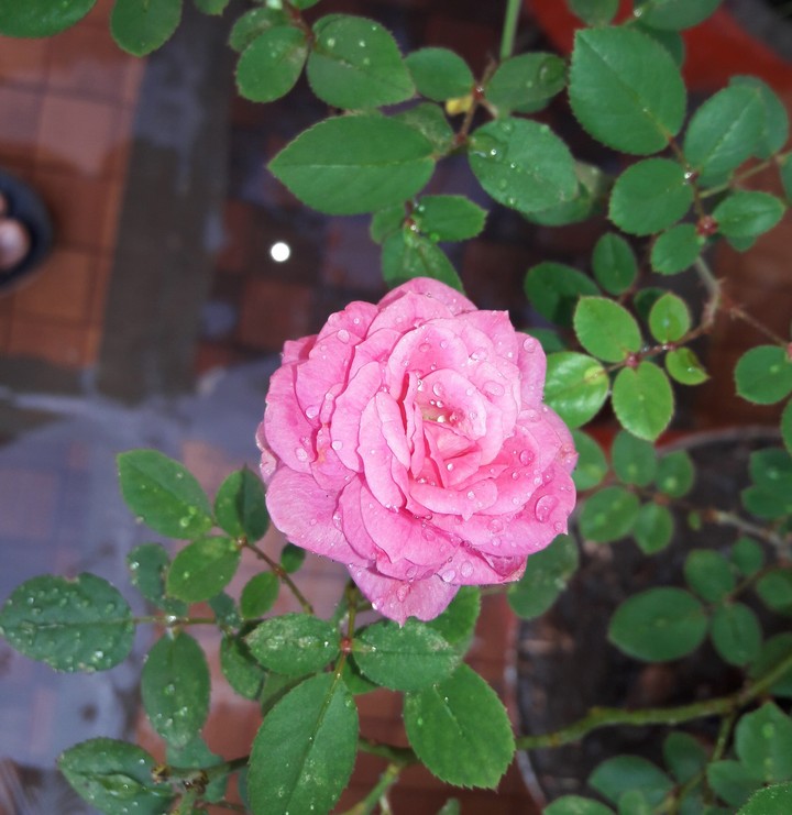 Rose