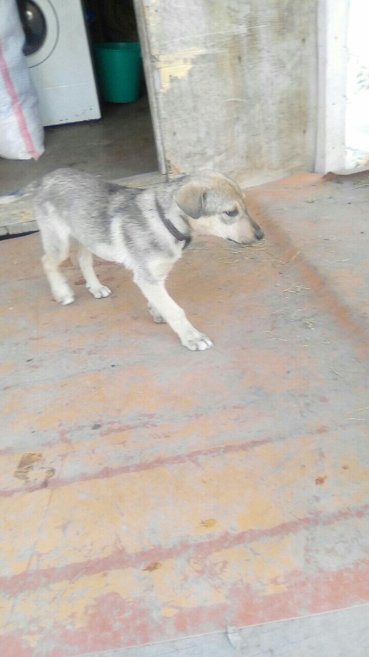 Моя собака