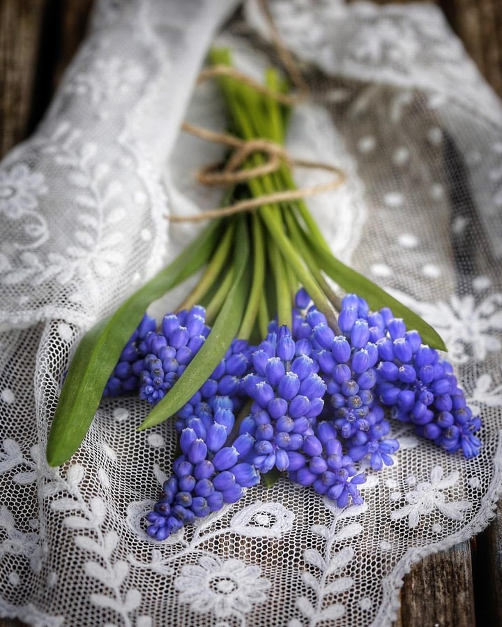 muscari