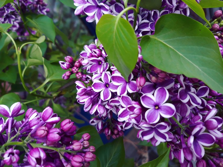 lilac