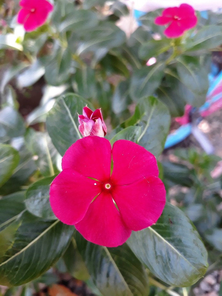 Flower